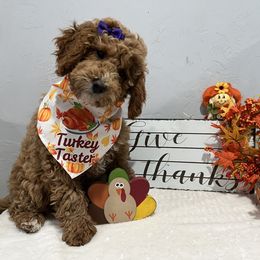 Jewel - Red  female Goldendoodle puppy in Pendleton, Oregon from Blushing Doodles