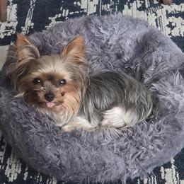 Yorkshire Terrier All Grown Up from Yorkie_Wonderland and Stud Services