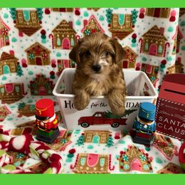 Mistletoe - Tan and white female Yorkshire Terrier puppy in Bonney Lake, Washington from Enchanted Yorkies