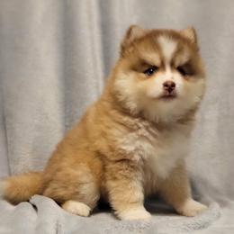 Copper - Red and white male Pomsky puppy in Stover, Missouri from Lx2 County Line Pomskies