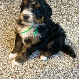 Bernedoodle Puppies from Scarlett Doodles
