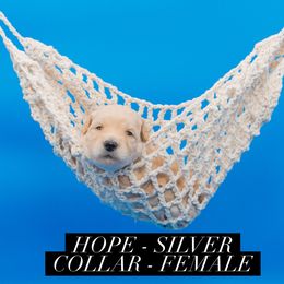 Hope - Cream female Goldendoodle puppy in Norfolk, Virginia from 757 Doodles