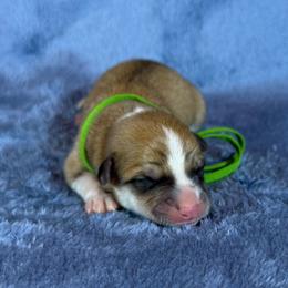 Green Collar Male - Red male Pembroke Welsh Corgi puppy in Victoria, Texas from Clear Creek Corgis