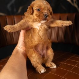 Bernedoodle, Cavapoo, Goldendoodle, and Poodle Puppies from Wasatch Pup