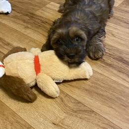 Aussiedoodle and Cockapoo Puppies from Ouachita River Cockapoos