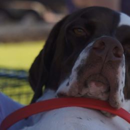 Bulldogs and Pointers from Dogma Pointers & Bulldogs