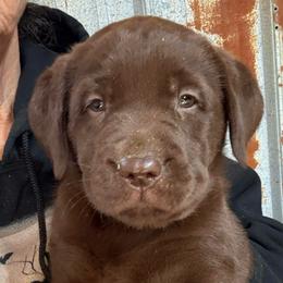 Cocoa - Girl 1 - Chocolate female Labrador Retriever puppy in Brandywine, Maryland from QVR Labradors and Leonbergers