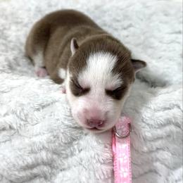 Emmy - Red and white female Siberian Husky puppy in Vail, Iowa from Homegrown Huskies