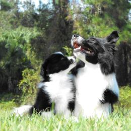 Border Collie Puppies from Top Notch Border Collies