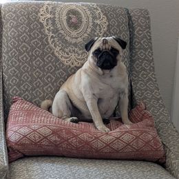 Pug All Grown Up from Hoskinspugs