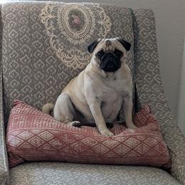 Pug All Grown Up from Hoskinspugs