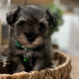 Boy 2 - Miniature Schnauzer puppy from Xaysha’s Miniature Schnauzers
