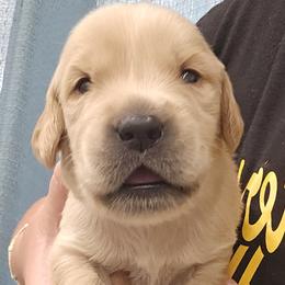 Mr. Green - Light golden male Golden Retriever puppy in Mocksville, North Carolina from Hunting Creek Kennels & Farm