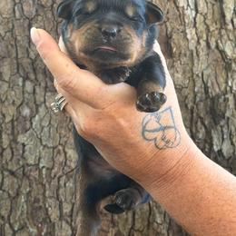Blue collar - Black and mahogany male Rottweiler puppy in Industry, Illinois from KDKs Kennels