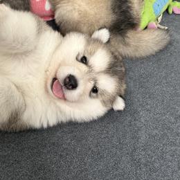 Alaskan Malamute Puppies from Alpenglow Alaskan Malamutes
