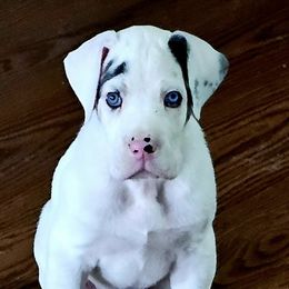 Great Danes from Blue Angel Great Danes