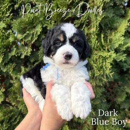 Dark Blue Boy - Tri-color male Bernedoodle puppy in Rochester, New York from Point Breeze Doodles, LLC