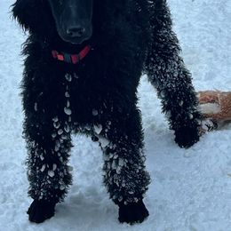 Dachshund and Poodle Puppies from Desjardin’s Poodles & Dachshunds