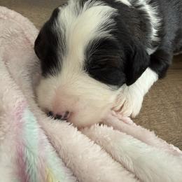 Boy 4 - Black tri-color male Assorted Doodle Crosses puppy in Sturtevant, Wisconsin from Raising Doodles