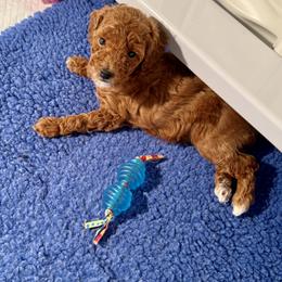 Poodle Puppies from Wanda Burton