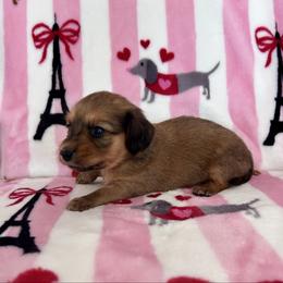 Boy 1 - Chocolate male Dachshund puppy in Willow Springs, Missouri from Krazy Acre Farm