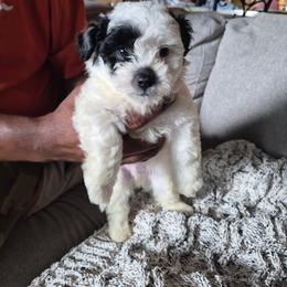 Maltipoo Puppies from Kirksey Texas Elite Maltidoodles