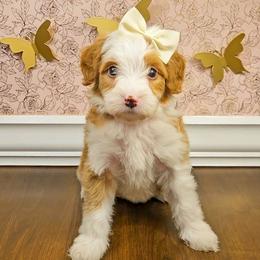 Lumi - Tri-color female Bernedoodle puppy in Russell Springs, Kentucky from 270 Doodles