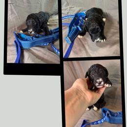 Pongo - Black male Goldendoodle puppy in Water Valley, Mississippi from Olympian Doodles