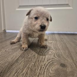 Bindi - Red mottled female Australian Cattle Dog puppy in Prescott Valley, Arizona from KS Cattle Dogs