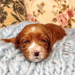 Green Collar - Lady Eloise - Caramel female Australian Labradoodle puppy in Decatur, Alabama from Southern Meadows Doodles