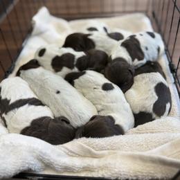 Buddy - Brown and gray male Wirehaired Pointing Griffon puppy in Shelbyville, Texas from AndersonK9Kennels Bayou Beards
