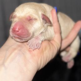 Yellow boy 2 - Yellow male Labrador Retriever puppy in Houston, Texas from CMJ Kennels