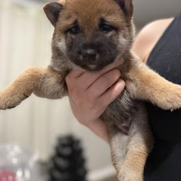 Shiba Inu Puppies from Shiba Co.