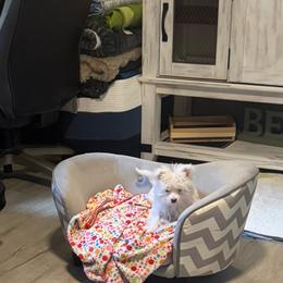Jaxson - White and tan male Morkie puppy in Taylorsville, North Carolina from Mountain Top Hot Tailz