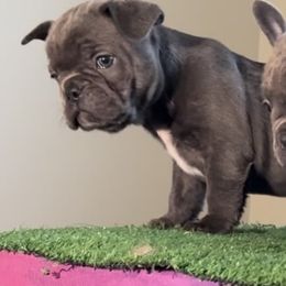 Boy 4 - Blue French Bulldog puppy in Pennsylvania from R & C French Bulldogs