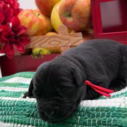 Red - Black male Labrador Retriever puppy in Heath Springs, South Carolina from Rich Hill Retrievers