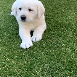 Labrador Retriever Puppies from Sweetheart Labradors