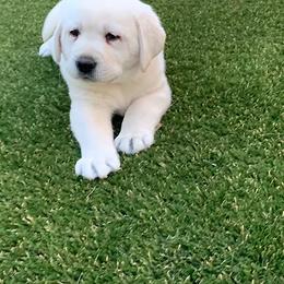 Labrador Retriever Puppies from Sweetheart Labradors