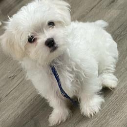 Blue - White male Maltese puppy in Hawthorne, California from B&O Maltese