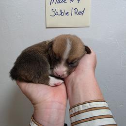 Beau - Sable male Pembroke Welsh Corgi puppy in Tucson, Arizona from D-S Ranch Corgis