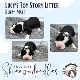 Buzz - Black and white male Sheepadoodle puppy in Blairstown, New Jersey from C3 Sheepadoodles
