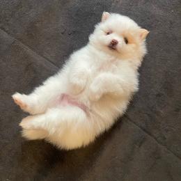Lily - White female Pomeranian puppy in Mc Henry, Illinois from Pomeranians