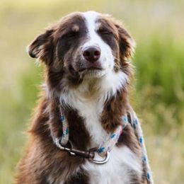 Border Collies from Double J & L Ranch Border Collies