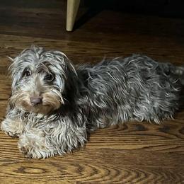 Ziggy - Chocolate and tan female Dachshund puppy in Memphis, Tennessee from River City Doxies