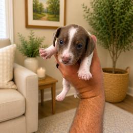 Star  AKC  3000 - Piebald female Dachshund puppy in Indian Trail, North Carolina from Hilda’s Teenie Weenies