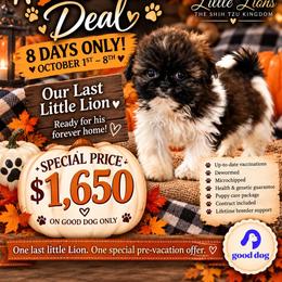 Mack - Tricolor male Shih Tzu puppy in Denton, Maryland from Little Lions the Shih Tzu Kingdom