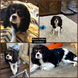 Raven - Cavalier King Charles Spaniel