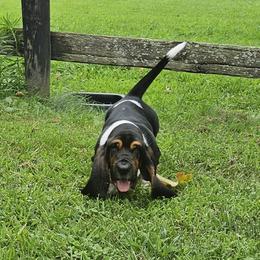 Basset Hound All Grown Up from Tater's Tots