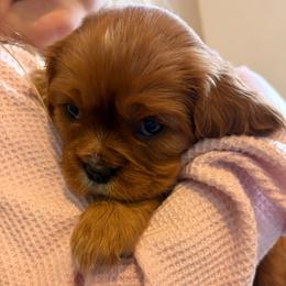 Girl 2 - Ruby female Cavalier King Charles Spaniel puppy in Solon, Iowa from Hickory House Cavaliers