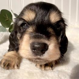 Black and cream female purple - Black and cream female Dachshund puppy in Nampa, Idaho from Long_and_Low_Dachshunds